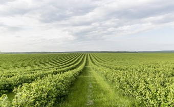 Seguro Paramétrico: tecnologia a favor do produtor rural 